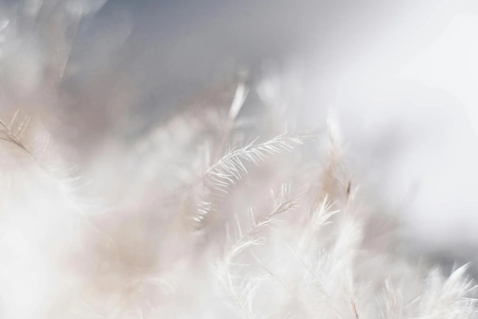 plumes deuil périnatal grenoble.webp