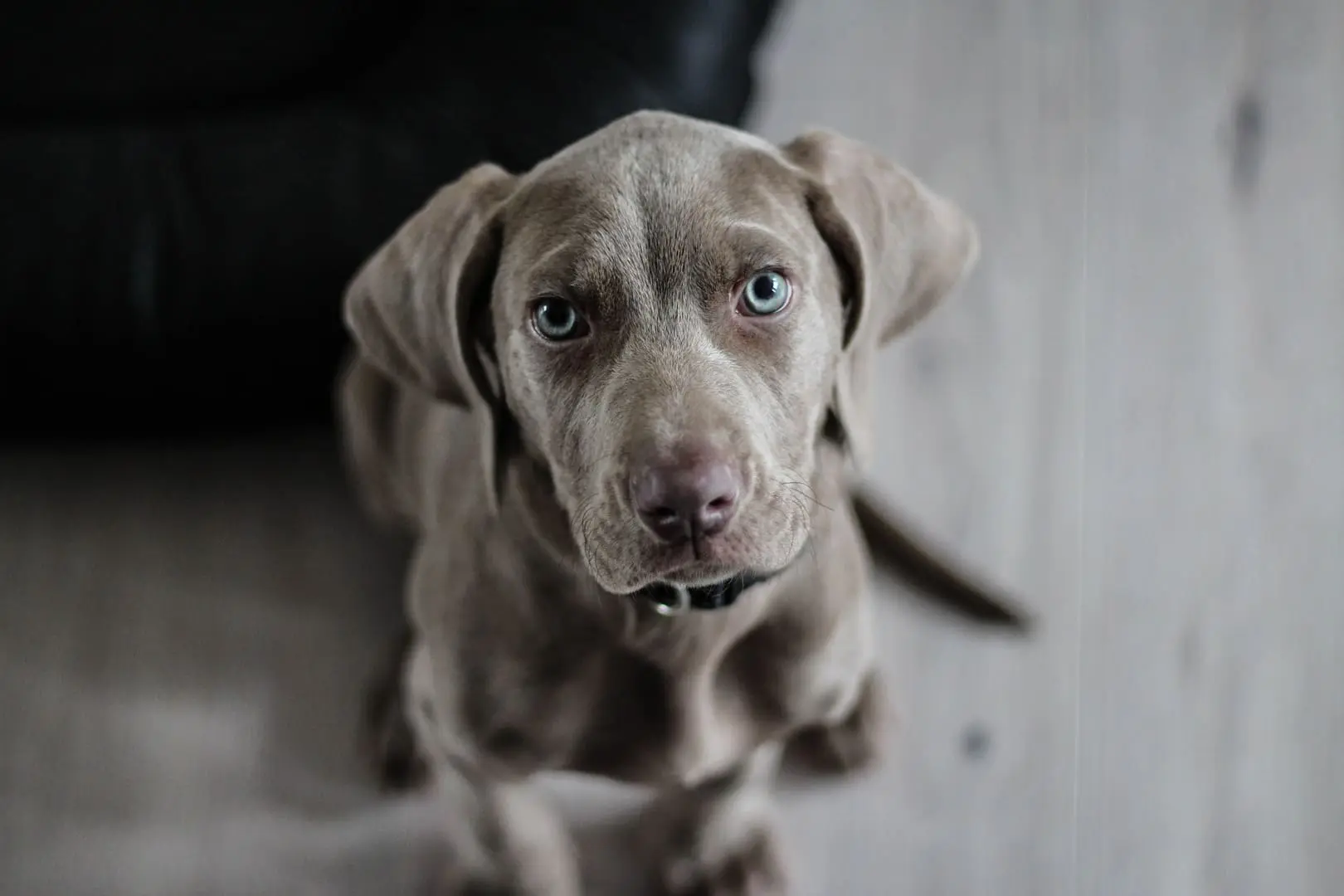 chien deuil animalier grenoble.webp