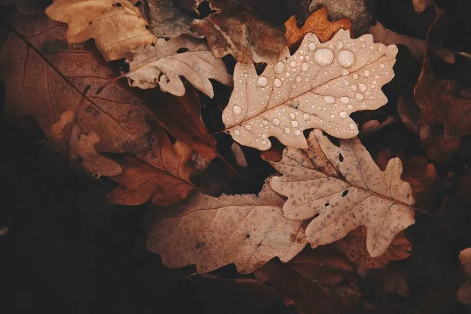 feuilles d'automne