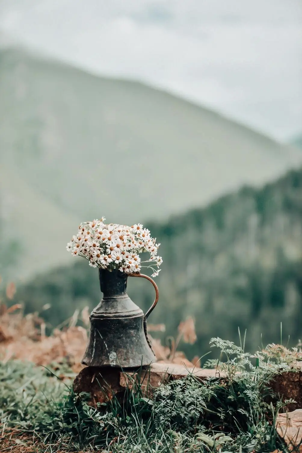 fleurs-dans-pot-nature.webp