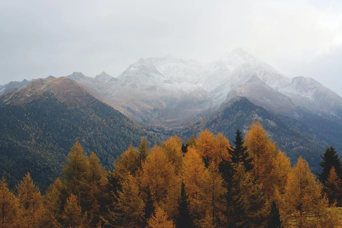 paysage-foret-et-neige.webp