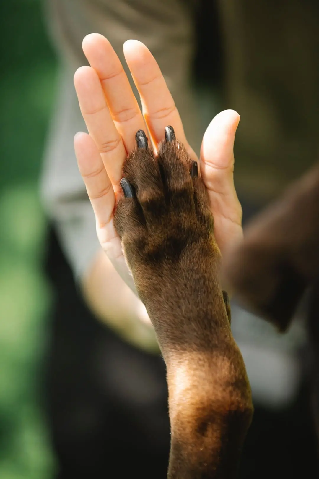relation animal de compagnie deuil animalier.webp