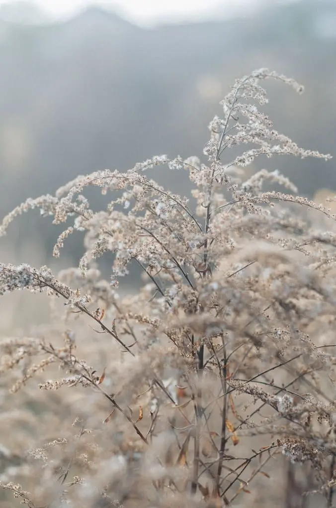 deuil blanc alzheimer et naturopathie grenoble.webp