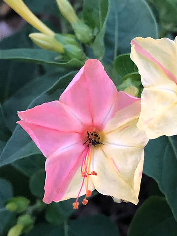 flower-leighan.jpeg
