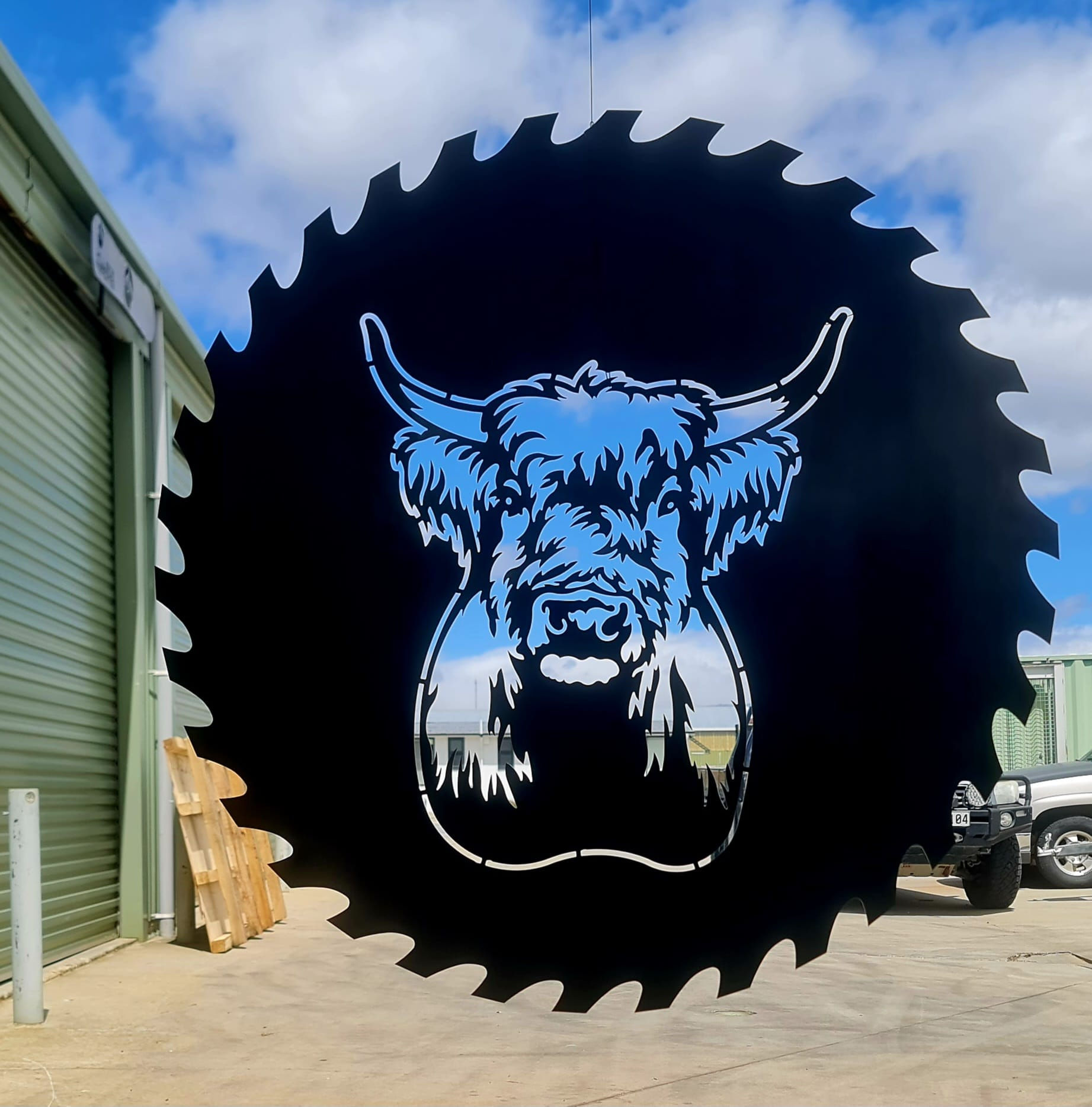 Highland Cattle Head