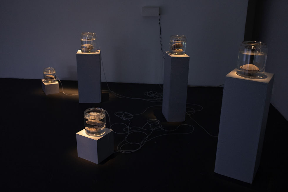 Lilli Haapala, Rebirth of Venus, 2025, silikoni, polymeerikeramiikka, lasiastiat, vesi, il