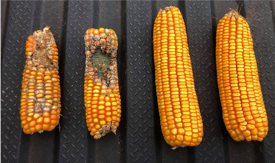 Image Credit: Charlotte Brown - Medium