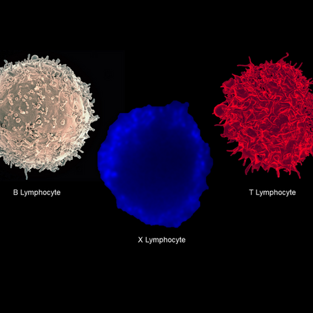 How the immune system works 