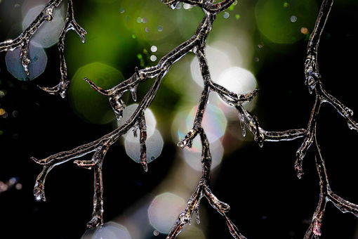 ice sculpture