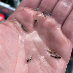 STILLWATER SERIES - Chironomid Line Setup: Dangling