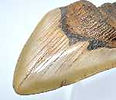 megalodon tooth from primary school artefacts fossils box