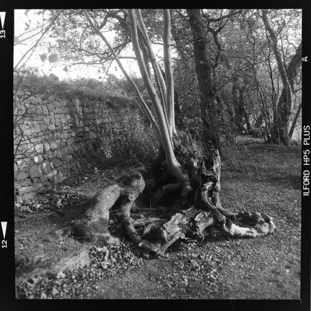 A Certain Kind of Beauty: Mamiya C3 120 film