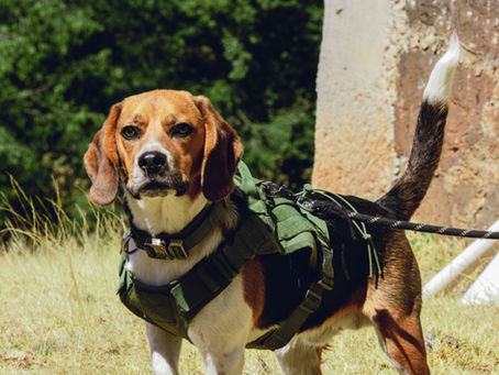 Mantrailing | Dog Azur 