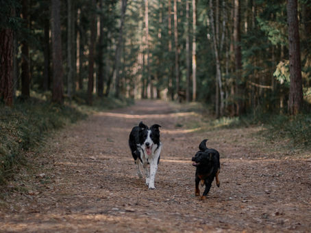 Balade chien | Dog Azur
