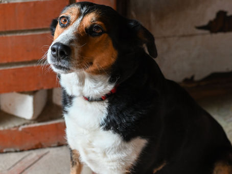 Rentrée | Dog Azur