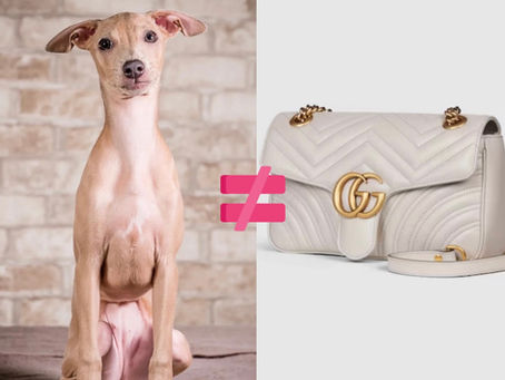 Левретка - не модний аксесуар!