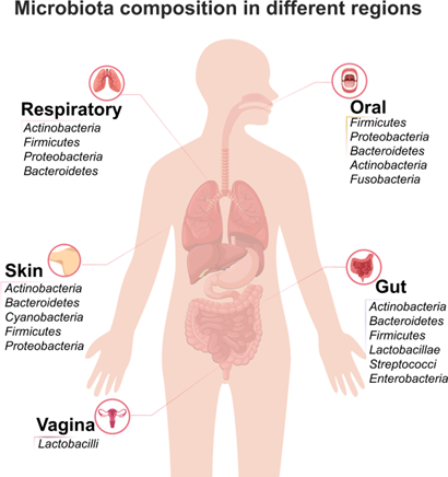 Contribution of Microbiota in Health and Disease