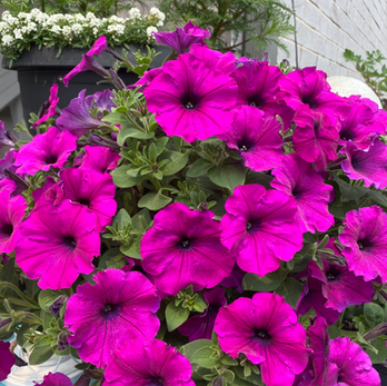 collect petunia seeds