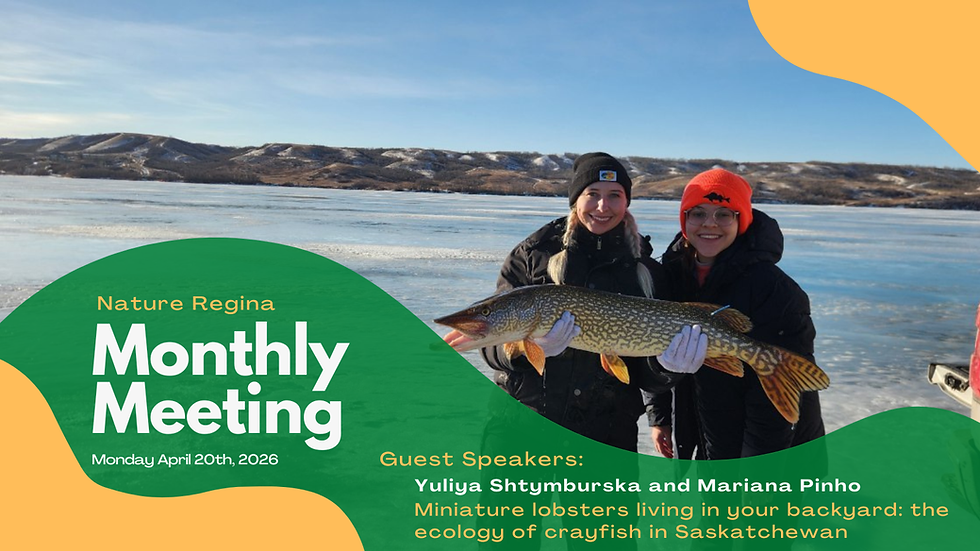 April Monthly Meeting: Miniature lobsters living in your backyard: the ecology of crayfish in Saskatchewan