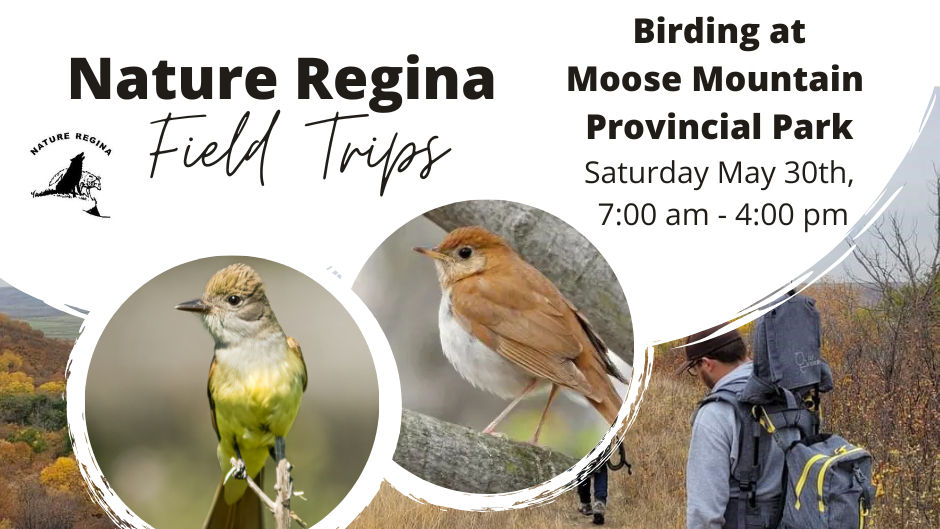 Field Trip: Birding at Moose Mountain Provincial Park