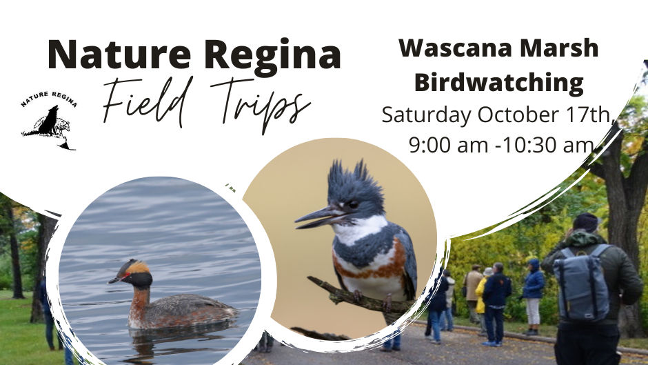 Field Trip: Wascana Marsh Birdwatching