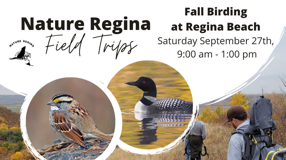 Field Trip: Fall birding at Regina Beach