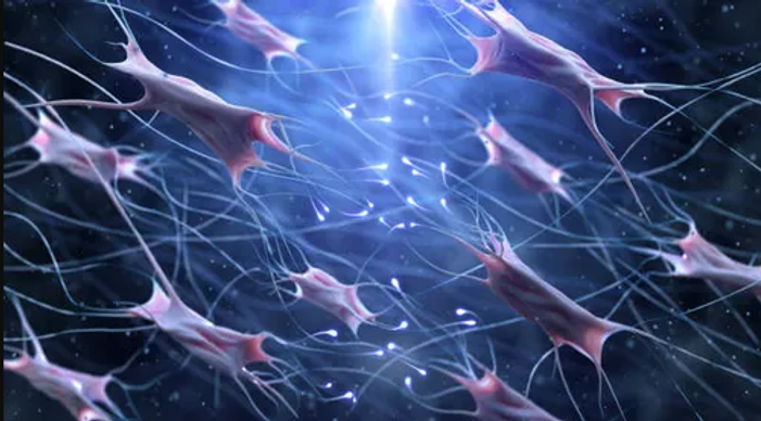 Fibroblastes.png