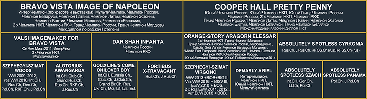 Родословная_Чивас+Уна.png