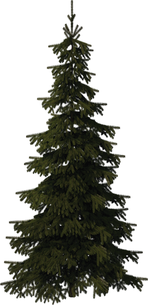 Pinetreelarge (1).png
