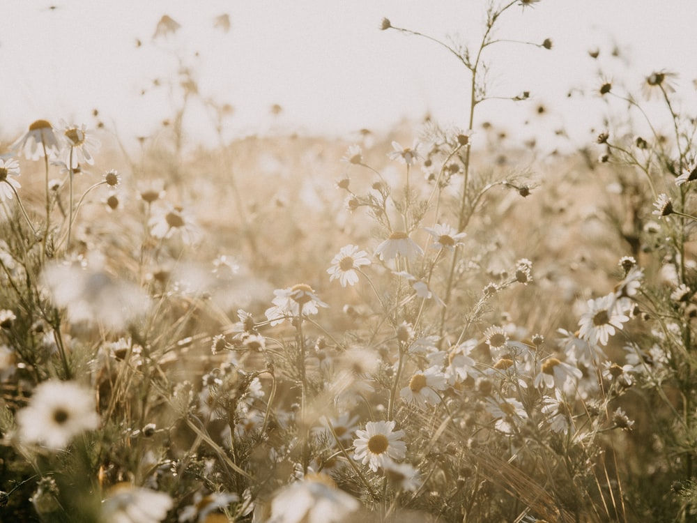 Wildflowers2.jpeg