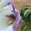 Thumbnail: CALLA LILIES IN A GLASS VASE