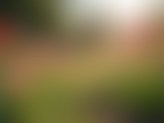 Creative Landscaping Ideas for Toowoomba: Transform Your Outdoor Space