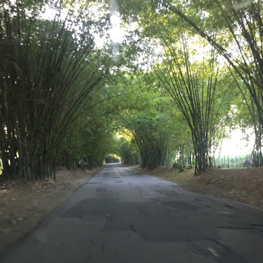 Allan Bamboo