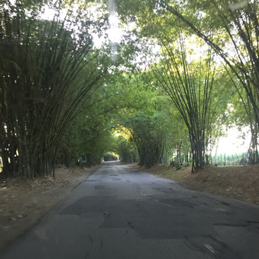 Allan Bamboo