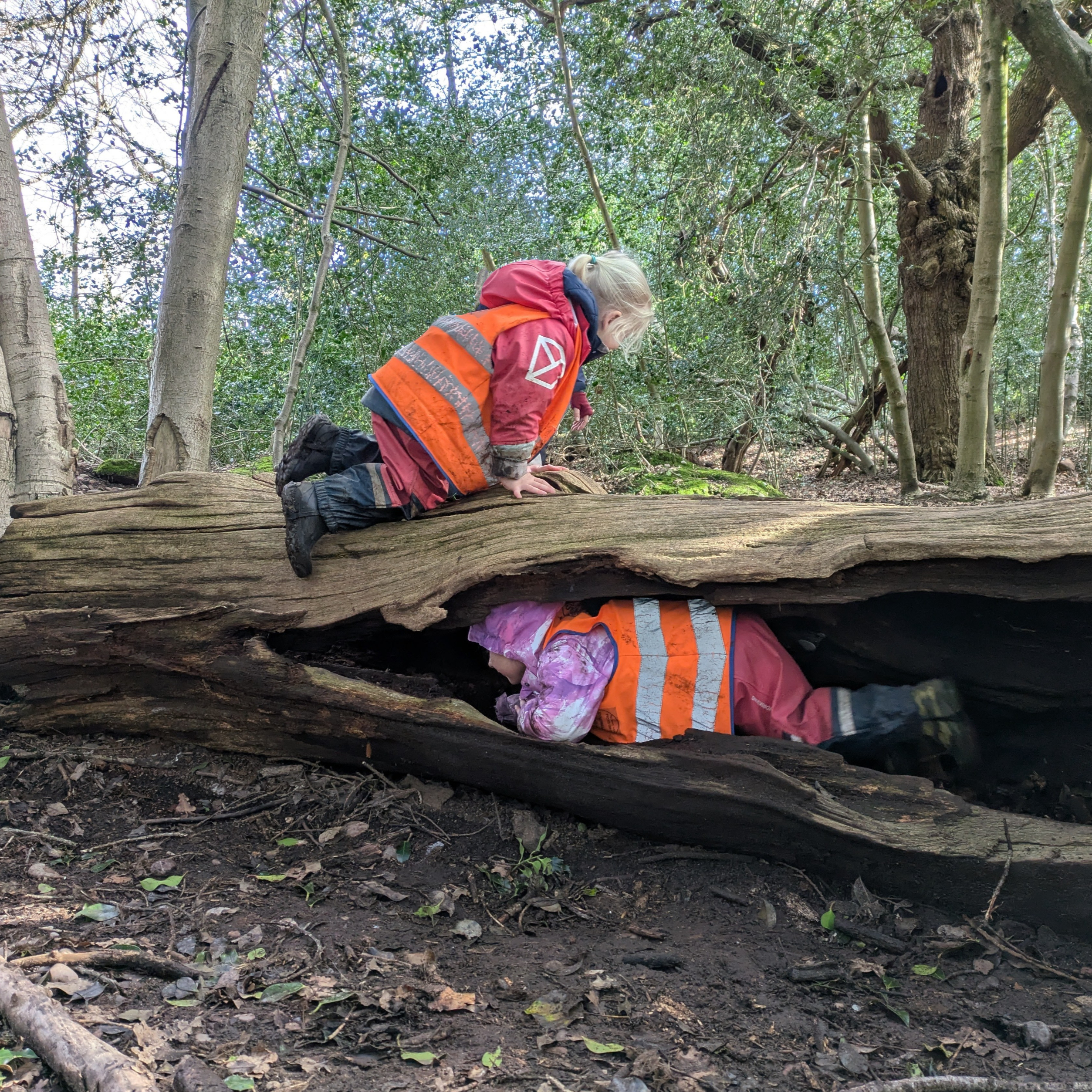 Two children playing on a fallen log in a woodland area, with one crawling on top and the other squeezing inside during outdoor preschool exploration.