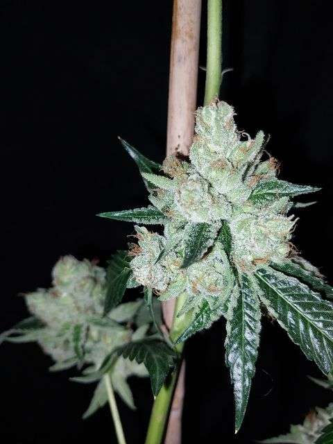 Thumbnail: Pure Triangle Kush FEM