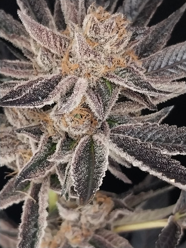 Pure Kyle Kushman Strawberry Cough FEM | CannaVenture Seeds