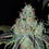 Thumbnail: Pure Skunk Tangerine FEM