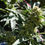 Thumbnail: Las Vegas Triangle Kush Feminized (LVTK)