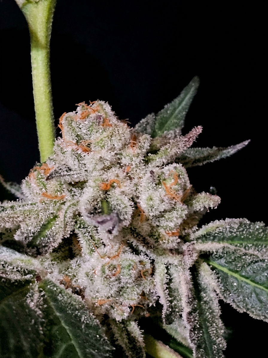 Thumbnail: Garlic Breath FEM