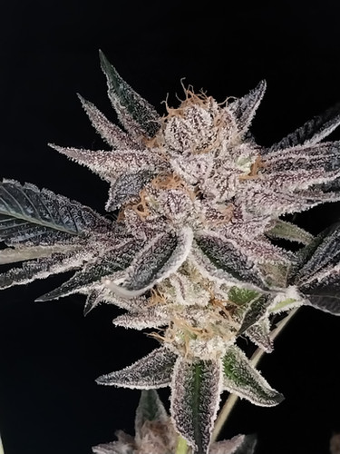 Pure Kyle Kushman Strawberry Cough FEM | CannaVenture Seeds