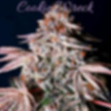 Cookie Wreck Regular