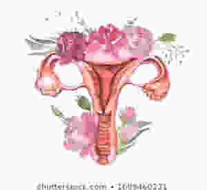 Uterus, women’s health, TCM, Acupuncture, Health, Wellness