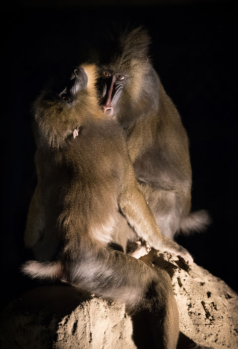 動物