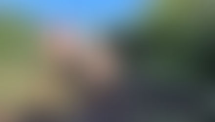 Dylan - Elephant 2025