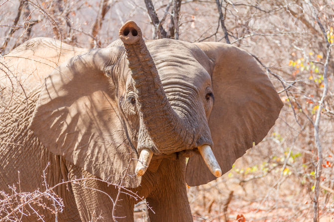 September Elephant Hunt 2019