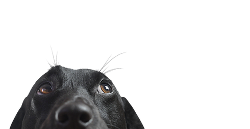 Closeup of a Black Dog_edited.png