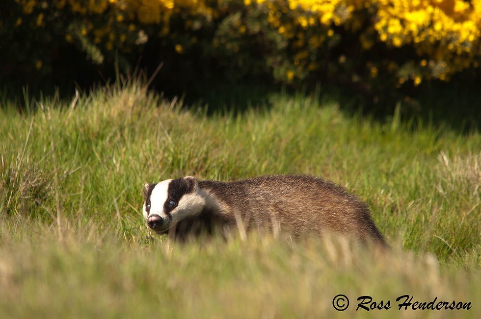 Badger in Daylight - Loch of Strathbeg