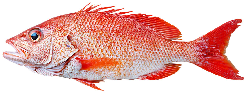 red snapper.png