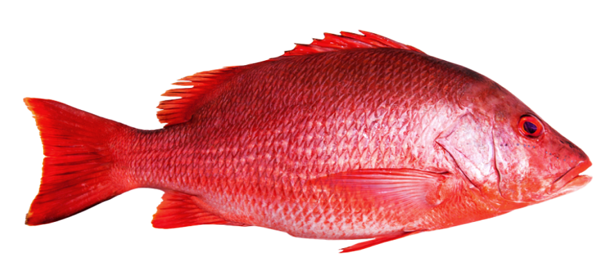 514-5147175_red-snapper-fish-hd-png-download.png
